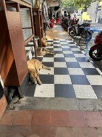 IMG_4102.jpeg