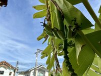 IMG_6055.jpeg