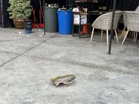 IMG_5521.jpeg