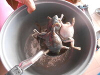 DSCN9619.JPG