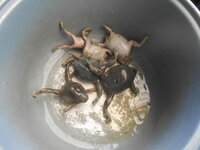 DSCN9620.JPG