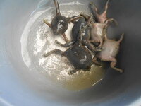 DSCN9621.JPG