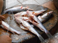 DSCN9887.JPG