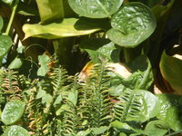 DSCN0096.JPG
