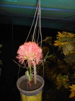 DSCN9752~2.JPG