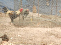 DSCN9842.JPG