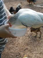 IMG_20171230_162359.jpg