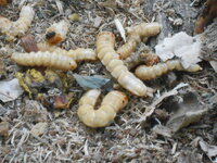 DSCN9010.JPG