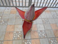 DSCN9772.JPG DSCN9772.JPG