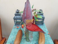DSCN9511.JPG