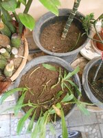 IMG_20171230_163458.jpg