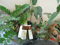 DSCN9975.JPG