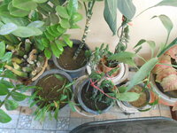 DSCN9971.JPG