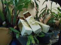 DSCN9976.JPG