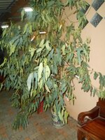 IMG_20171220_092555.jpg