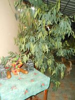 IMG_20171220_092825.jpg