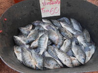 DSCN9652.JPG