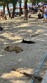 IMG_1335.jpeg