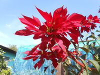 DSCN9781.JPG