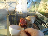 DSCN9810.JPG