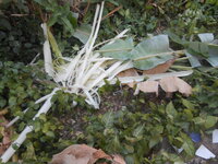 DSCN9812.JPG