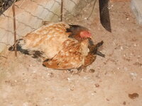 DSCN9920.JPG