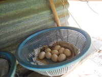 DSCN9985.JPG