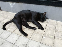 katze3.jpg