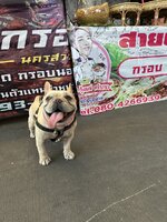 IMG_3142.jpeg