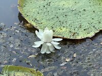 IMG_3752.jpeg