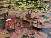 IMG_3821.jpeg