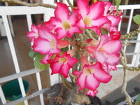 DSCN0265.JPG