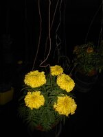 DSCN0570~2.JPG