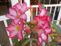 DSCN0267.JPG