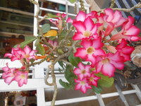 DSCN0266.JPG