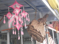 DSCN0269.JPG