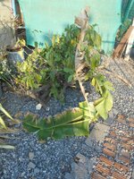DSCN1082~2.JPG
