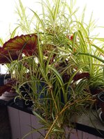 IMG_20250321_112151_329.jpg
