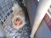 DSCN1107.JPG