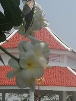 IMG_20250402_115517.jpg