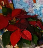 IMG_20241224_174316_639~2.jpg