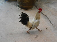 DSCN1060.JPG