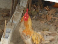 DSCN1065.JPG