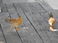 DSCN0777.JPG