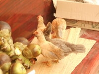 DSCN0786.JPG