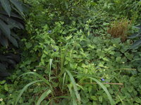 DSCN1211.JPG