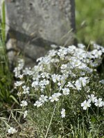 IMG_6471.jpeg