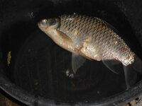 DSCN0945.JPG