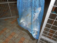 DSCN0937.JPG