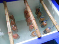 DSCN9820.JPG